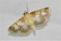 Polygrammodes langdonalis - Hodges#5229 - photo 4