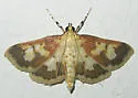 Polygrammodes langdonalis - Hodges#5229 - photo 5