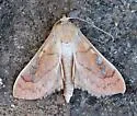 Polygrammodes n. sp. - Hodges#5231.89 - photo 2
