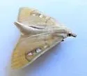Polygrammodes n. sp. - Hodges#5231.89 - photo 3