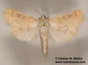 Polygrammodes n. sp. - Hodges#5231.89 - photo 4