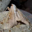 Polygrammodes n. sp. - Hodges#5231.89 - photo 5