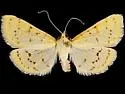 Polygrammodes oxydalis - Hodges#5228.1