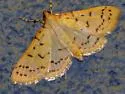 Polygrammodes oxydalis - Hodges#5228.1 - photo 2