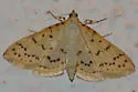 Polygrammodes oxydalis - Hodges#5228.1 - photo 3