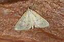 Polygrammodes oxydalis - Hodges#5228.1 - photo 4