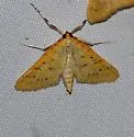 Polygrammodes oxydalis - Hodges#5228.1 - photo 5