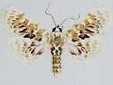 Polygrammodes sanguinalis - Hodges#5231