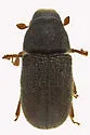 Four-eyed Spruce Bark Beetle - photo 2