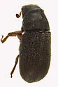 Four-eyed Spruce Bark Beetle - photo 3