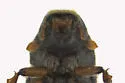 Four-eyed Spruce Bark Beetle - photo 4