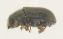 Four-eyed Spruce Bark Beetle - photo 5