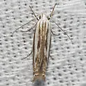 Polyhymno acaciella - Hodges#2210