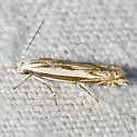 Polyhymno acaciella - Hodges#2210 - photo 2