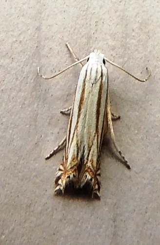 Polyhymno Moth - photo 4