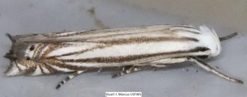 Polyhymno Moth - photo 5