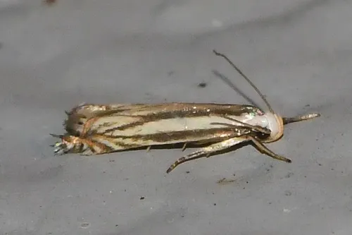 Polyhymno Moth - photo 6