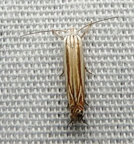 Polyhymno Moth - photo 7