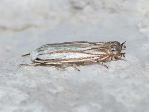 Polyhymno Moth - photo 8
