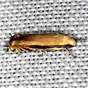 Polyhymno n. sp. 1 - Hodges#2211.81 - Polyhymno n-sp-one