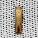 Polyhymno n. sp. 1 - Hodges#2211.81 - photo 2