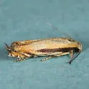 Polyhymno n. sp. 1 - Hodges#2211.81 - photo 3