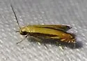 Polyhymno n. sp. 1 - Hodges#2211.81 - photo 4