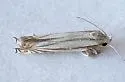 Polyhymno n. sp. 3 - Hodges#2211.83 - Polyhymno n-sp-three