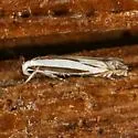 Polyhymno n. sp. 2 - Polyhymno n-sp-two