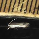 Polyhymno n. sp. 2 - photo 2