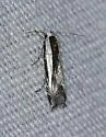 Polyhymno n. sp. 2 - photo 3