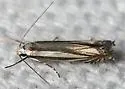 Polyhymno n. sp. 2 - photo 4