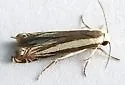 Polyhymno n. sp. 2 - photo 5