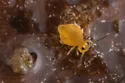 Polykatianna intermedia - photo 2
