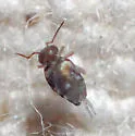 Polykatianna radicula