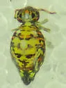 Polykatianna radicula - photo 2