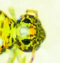 Polykatianna radicula - photo 3