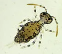 Polykatianna radicula - photo 5