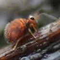 Polykatianna sminthurina - photo 2