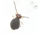 Polykatianna sminthurina - photo 3