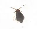 Polykatianna sminthurina - photo 4