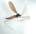 Polymera rogersiana