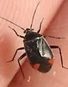 Polymerus americanus - Polymerus americanus