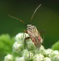 Polymerus basalis