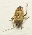 Polymerus basalis - photo 2