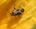 Polymerus basalis - photo 3