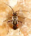 Polymerus basalis - photo 4