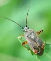 Polymerus basalis - photo 5