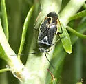 Polymerus diffusus
