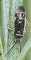 Polymerus diffusus - photo 2
